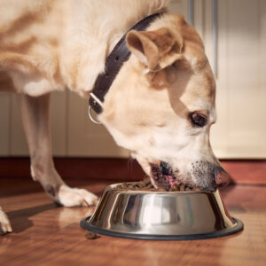 Feeding of hungry dog. Labrador retriever eating granule from metal bowl in morning light at home kitchen.