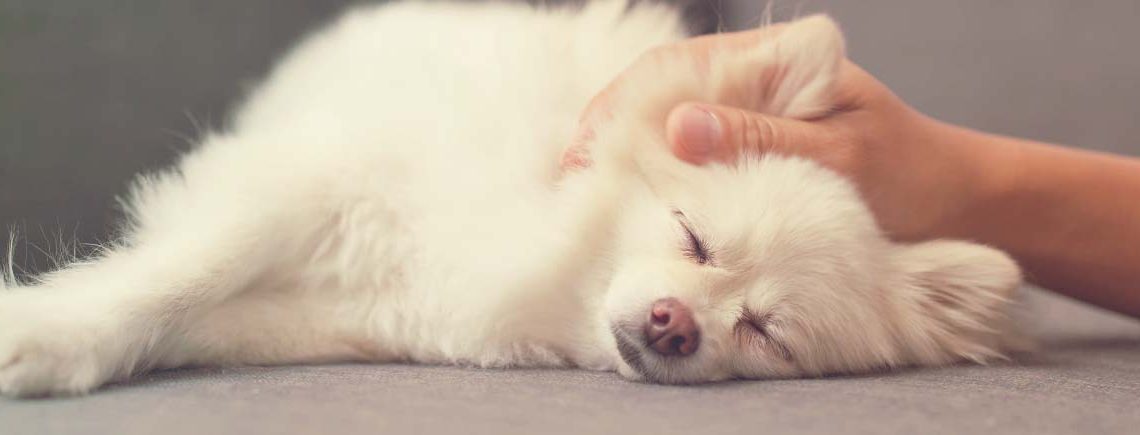Pet owner massaging on her dog on sofa, canine massage