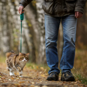 Walking with cat on a leash kuril bobtail