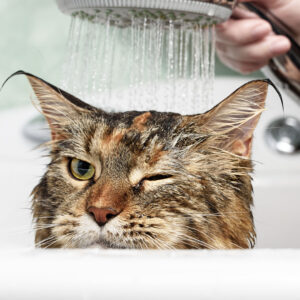 cat looking slightly annoyed in bath with shower head