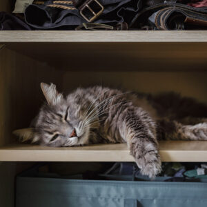 cat lying down in wardrobe