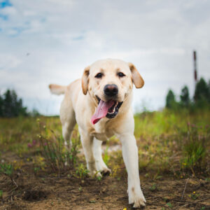 senior dog playing outside