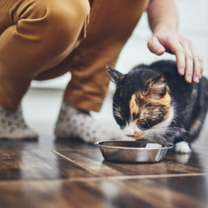orange and black cat being petted by owner as he eats his food