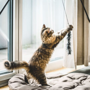 cat playing inside with a chaser toy by the window