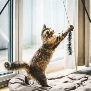 cat playing inside with a chaser toy by the window cat playing inside with a chaser toy by the window