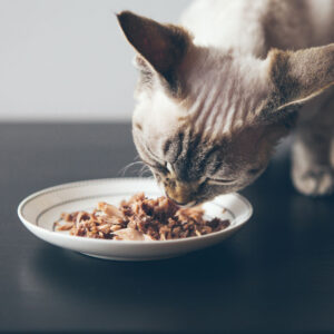 senior cat eating his food from a bowl