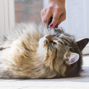 senior catbeing brushed by owner