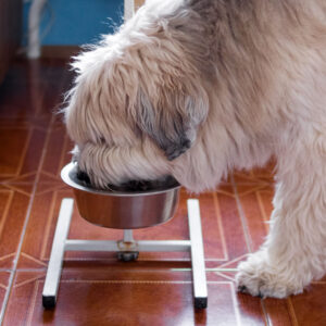 senior dog eating from an elevated dog bowl