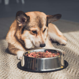 senior dog looking at bowl of food