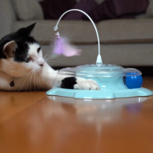 cat playing with M-Pets Dizzy Cat Toy