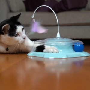 susan dizzy cat toy cat playing with M-Pets Dizzy Cat Toy