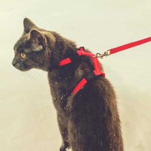 cat leads and harnesses