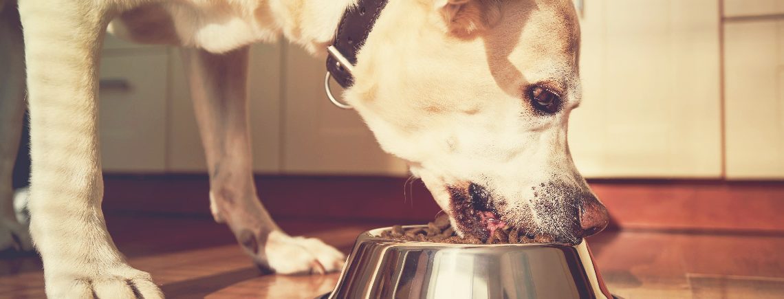 Feeding of senior hungry dog. Labrador retriever eating granule from metal bowl in morning light at home kitchen banner