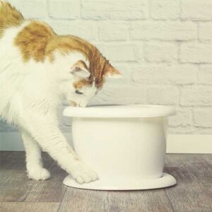 cat drinking fountains