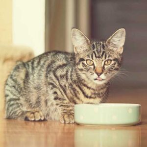 cat food bowls