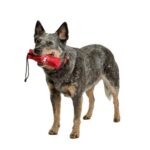 COA Canvas Training Dummy for Dogs, Medium