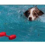 COA Training Dumbbell for Dogs, Medium