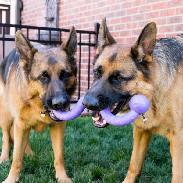KONG Ogee Dog Toy