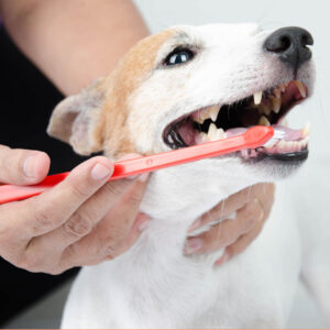 owner cleaning her dog's teeth using a toothbrush