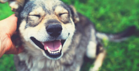 dog dental blog banner