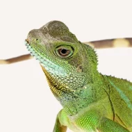 Reptile