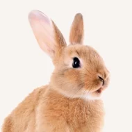 Small Animal