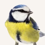 Wildlife & Garden Bird