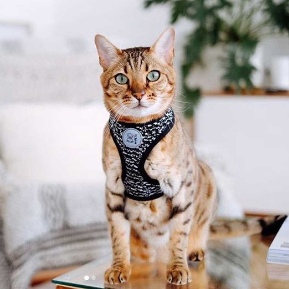M-PETS Letsgo Cat Harness & Lead Set