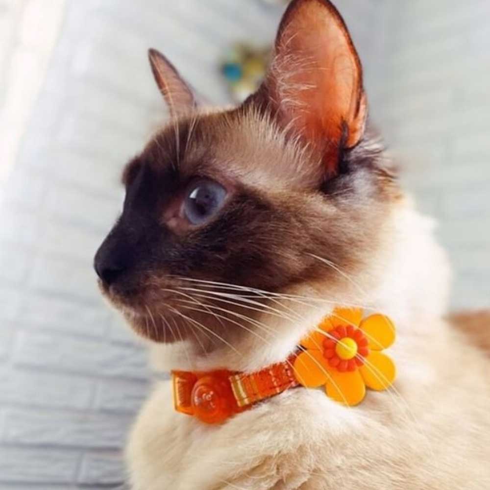 SAFE CAT Embellished Collar, Orange with Flower