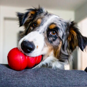 australian shepherd playing with red kong toy looking at camera