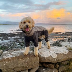 dog smiling on beach in a waterproof coat
