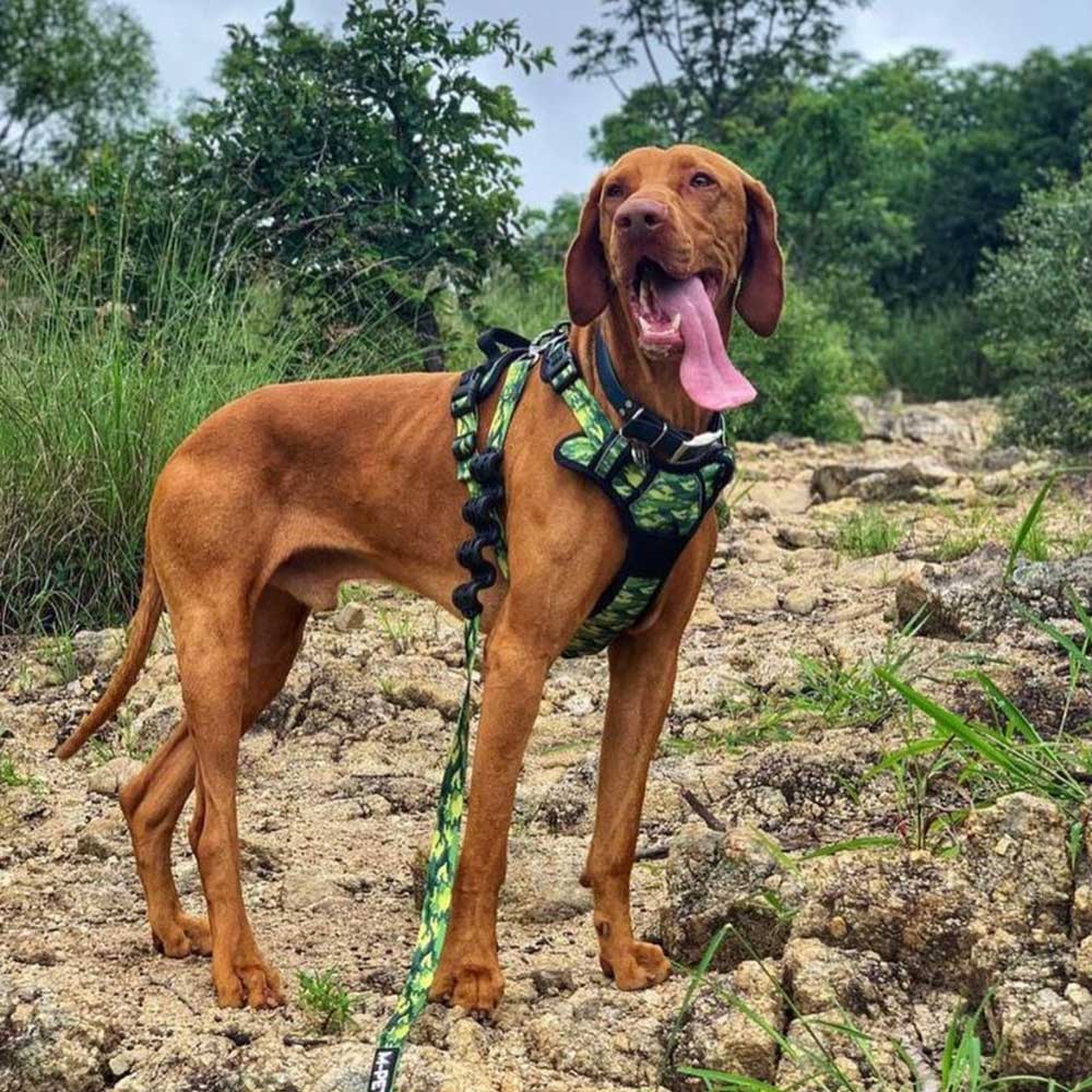 M-PETS Flex Shock Absorber Dog Lead, Camouflage