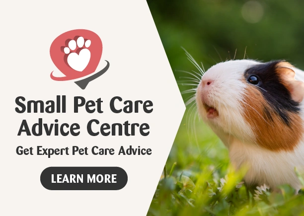 Treats for Small Pets • Petmania • Ireland's Pet Experts