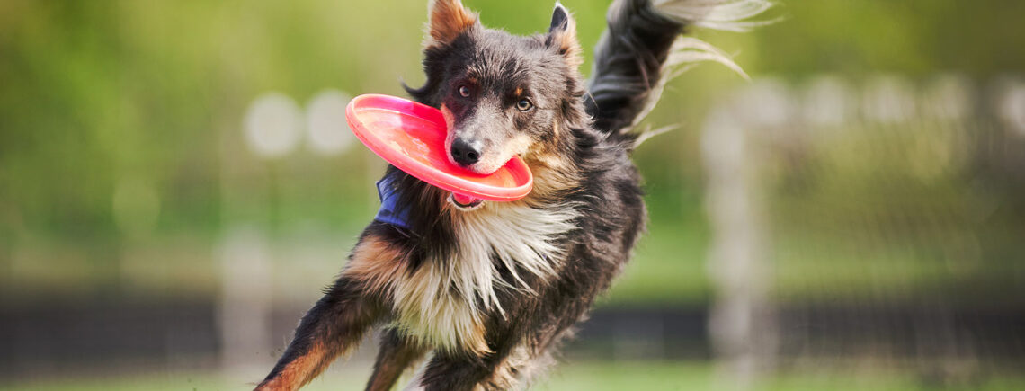 border collie dog playing frisbee outside mentally stimulated