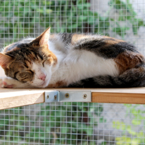 cat sleeping outside in a catio
