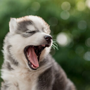 husky puppy dog yawning
