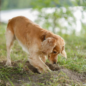 dog digging hole in garden