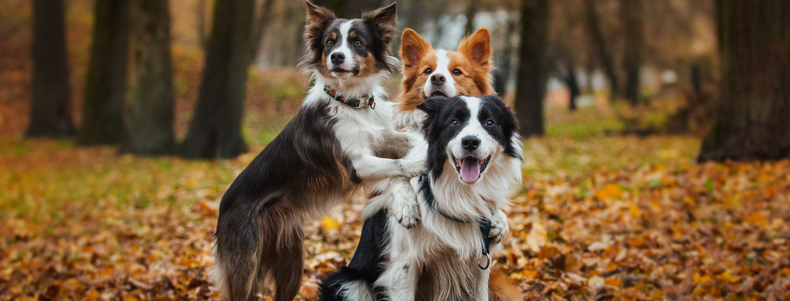 three border collies looking at camera in an autumn wood
