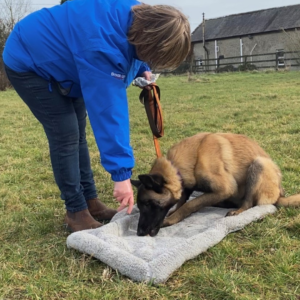 dog trainer samantha rawson teaching her dog to stay down