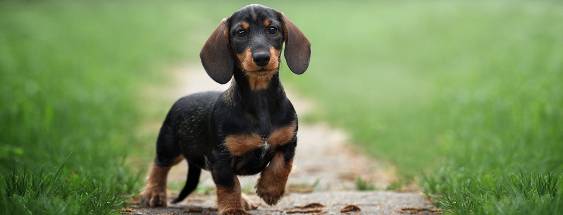 little dachsund walking along a path in a park