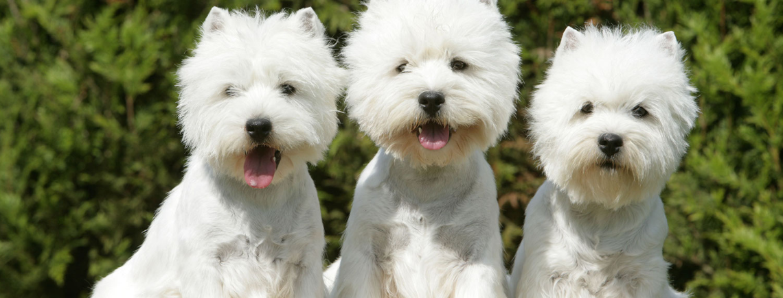 three happy west highland white terriers looking at camera