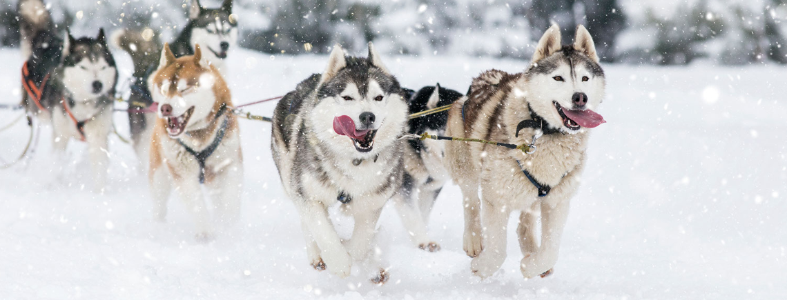 huskies pulling on a lead outside in a snowy mountain looking happy