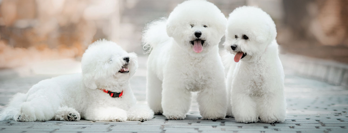 3 bichon frise dog toy breed sitting outside looking happy