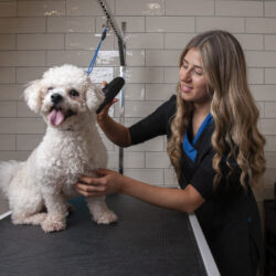 ava dog groomer shaving a white bichon dog in petmania grooming studios