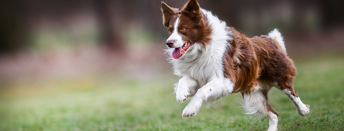 border collie exercising through the green firleds looking happy and energetic