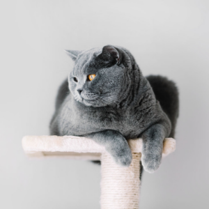 british shorthair cat observing from top of cat scratcher