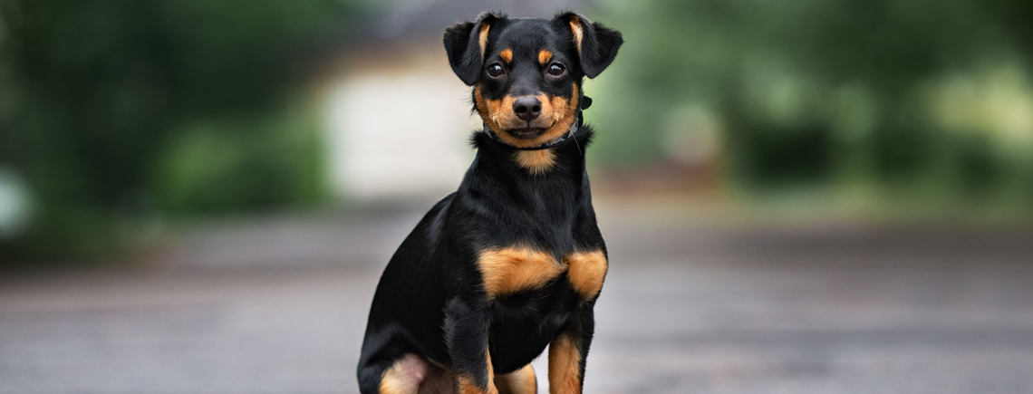 rottweiler mixed breed puppy looking at camera outside