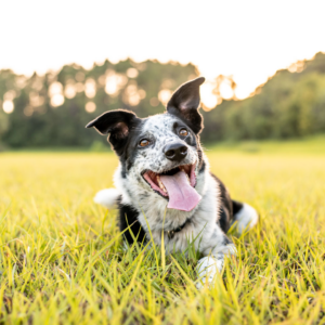 border collie mix looking happy in field after playing fetch