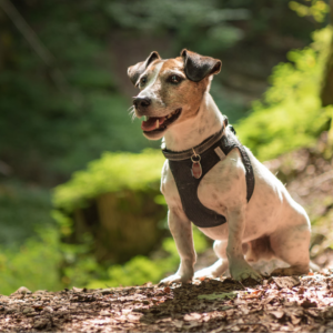 small jack russell dog in forest trail in galway wearing a harness looking happy