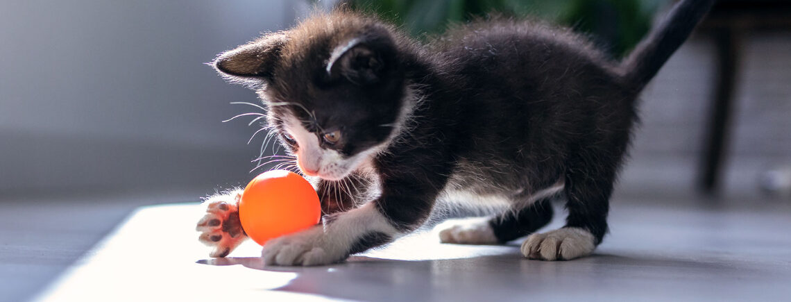 oung kitten playing with a puzzle toy outside